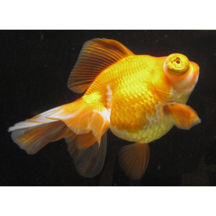 Carassius auratus Dragon Eye Mix - imagine 4